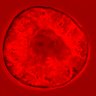 Thumbnail for dataset figure1D_NuCyM_posi3_1
