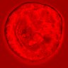 Thumbnail for dataset figure1D_NuCyM_posi5_2