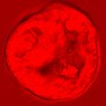 Thumbnail for dataset figure1D_NuCyM_posi5_3