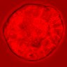 Thumbnail for dataset figure1D_NuCyM_posi6_3