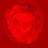 Thumbnail for dataset figure1D_NuCyM_posi9_1