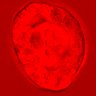 Thumbnail for dataset figure1D_NuCyM_posi9_2
