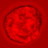 Thumbnail for dataset figure1D_NuCyM_posi9_3