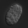 Thumbnail for dataset RNAi_F58A4.3_040803_02