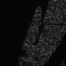 Thumbnail for dataset Figure3B_pancreas