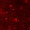 Thumbnail for dataset Figure3E_cortex_0421_2