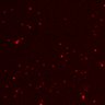 Thumbnail for dataset Figure3G_invitro_N1_DP