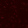 Thumbnail for dataset Figure3G_invitro_N2_CD8