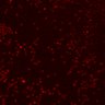 Thumbnail for dataset Figure3G_invitro_N2_DP_ture