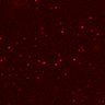 Thumbnail for dataset Figure3G_invitro_N3_CD4_2