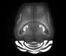 Thumbnail for dataset Fig6_131118_12-51-39