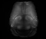 Thumbnail for dataset Fig6_131118_13-39-52