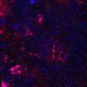 Thumbnail for dataset Figure4D_ERK_0513