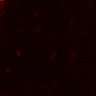 Thumbnail for dataset Figure5C_control_WTonWt2_1