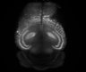 Thumbnail for dataset Fig6_131118_20-58-17