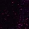 Thumbnail for dataset Figure5DF_control_CD4_0525_3