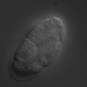 Thumbnail for dataset RNAi_F58B6.3_080401_01
