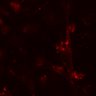 Thumbnail for dataset Figure5DF_MEKi_CD4_3