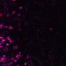 Thumbnail for dataset Figure6AC_CD4_0525_5