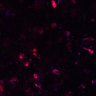 Thumbnail for dataset Figure6AC_CD8_0525_1
