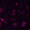 Thumbnail for dataset Figure6AC_CD8_0529_3