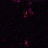 Thumbnail for dataset Figure6AC_DP_cortex_0522