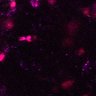 Thumbnail for dataset Figure6AC_DP_cortex_0526_2