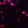 Thumbnail for Figure6AC_DP_cortex_0526_2_1