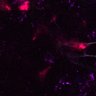 Thumbnail for dataset Figure6AC_DP_cortex_0526CD8