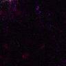 Thumbnail for dataset Figure6AC_DP_cortex_0602