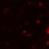 Thumbnail for dataset Figure7BE_0309_CD4_KO2