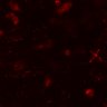 Thumbnail for dataset Figure7BE_0309_CD4_KO3