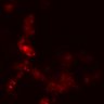 Thumbnail for dataset Figure7BE_0409_CD8_KO3