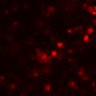 Thumbnail for dataset Figure7BE_onWT_CD4_1_1