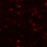 Thumbnail for dataset Figure7BE_onWT_CD4_1_2