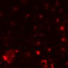 Thumbnail for Figure7BE_onWT_CD8_1_1