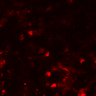 Thumbnail for dataset Figure7BE_onWT_CD8_1_2