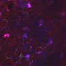 Thumbnail for FigureS1_experiment2_CD3