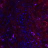 Thumbnail for dataset FigureS1_experiment2_PRE