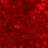 Thumbnail for dataset FigureS1_experiment3_PRE