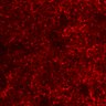 Thumbnail for dataset FigureS2_experiment2_Thymic_Cortex_OT
