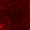 Thumbnail for dataset FigureS2_experiment2_Thymic_Cortex_WT