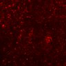 Thumbnail for FigureS2_experiment3_Thymic_Cortex_OT