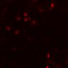 Thumbnail for dataset Fig5C_control_WT_onWT1z