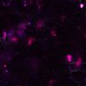 Thumbnail for dataset Fig5DF_control_DP_cortex5_partial