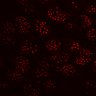 Thumbnail for dataset Figure1GJ_timlapse_oscillation