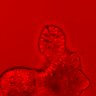 Thumbnail for dataset Figure2CE_20160310_ErkNLS_TPA_1000nM_post