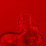 Thumbnail for Figure2CE_20160310_ErkNLS_TPA_1000nM_pre