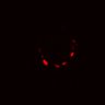 Thumbnail for dataset Figure2FG_20170114_ErkNLS_MEKi_pre