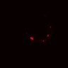 Thumbnail for dataset Figure2H_post_snp2